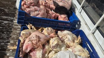 ضبط طن دواجن.. حملة تفتيشية موسعة في محافظة الجيزة لمصادرة لحوم فاسدة